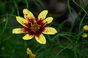 2025-07119490 Tower Hill Botanic Garden, MA